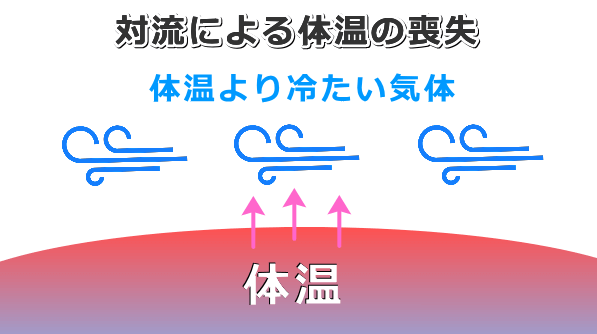 猫の体温調節を知ろう 夏の暑さや冬の寒さから猫はどのように身を守っているのか 子猫のへや