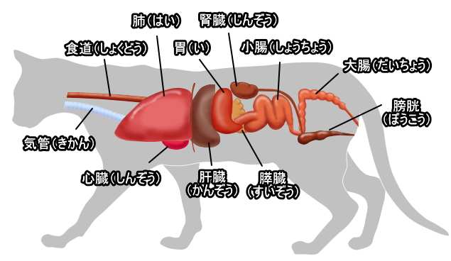 猫の骨格解剖図