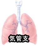 猫の気管と気管支