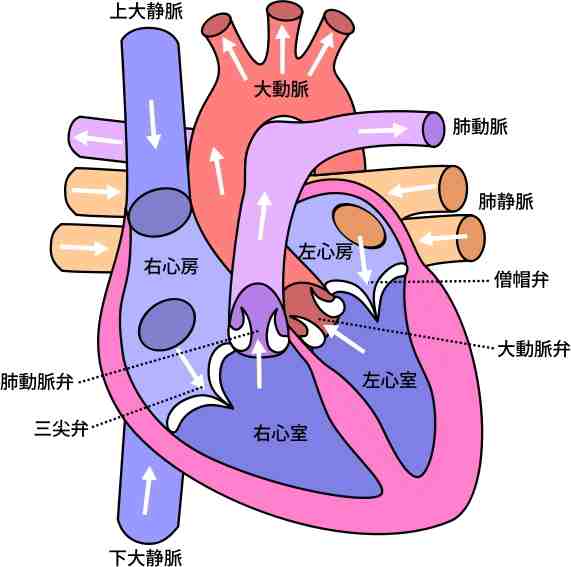 猫の心臓～血液の循環経路