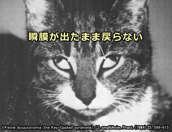 自律神経失調症のため瞬膜が出たまま戻らない猫