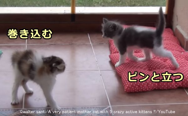 猫 しっぽ 振る