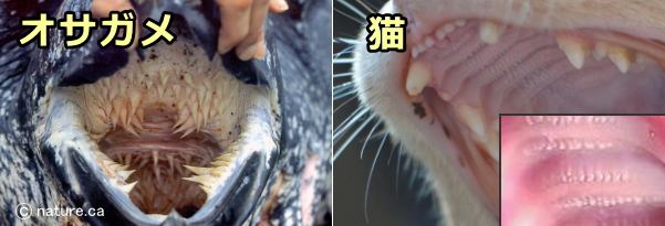 オサガメと猫の口蓋についたヒダ