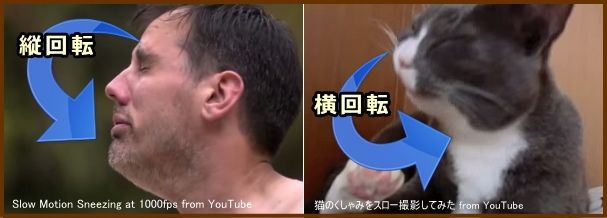 人間は頭を前後に振って、猫は左右に振ってくしゃみをする