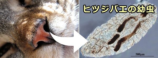 猫の鼻腔内に侵入したヒツジバエの幼虫