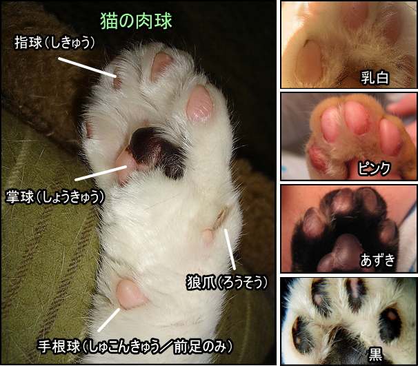 猫の肉球の名称、および色一覧～黒から乳白色まで、個体によって様々な色合いを見せます