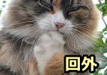 猫の回外動作は木登りに適している