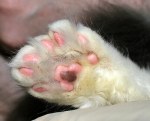 多指猫とは、通常よりも多く指を持つ猫のことでポリダクティルキャットとも呼ばれる。