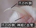 猫の爪の構造～内側のクイックを囲む形で固い外層が付着している