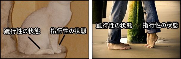 指行性と蹠行性の違いを示す図