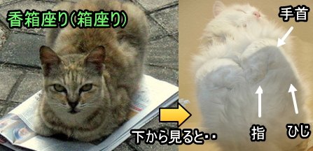 猫の香箱座り～下から見るとひじから先を器用に折りたたんで座っている