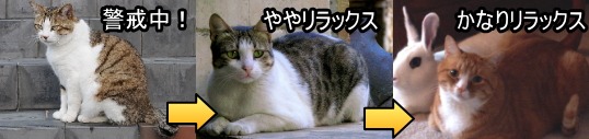 猫のリラックス度合いと座り方との関係