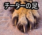 チーターの足と爪～常に爪が出た状態になっているのはスパイクとして使うため