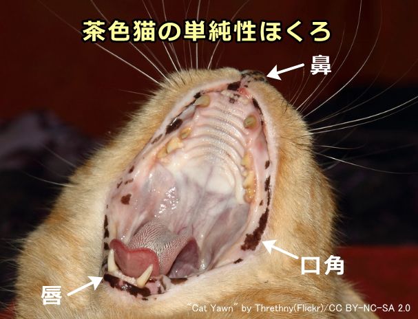 茶トラ猫の鼻鏡、口角、口唇に発生した単純性ほくろ