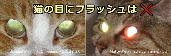 猫の目が暗がりで光るのは、網膜にあるタペタム層にわずかな光が反射したため