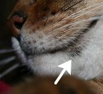 猫の口角にできた猫ニキビ（コメド）