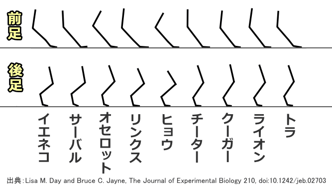 体の大きさが異なるネコ科動物9種における歩様比較模式図