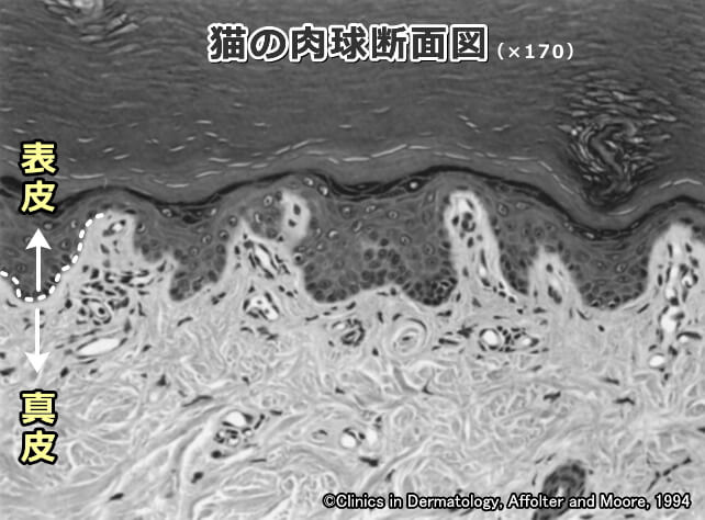 猫の皮膚縦断面図～表皮と真皮