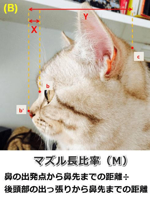猫のマズル長比率(M)計算法