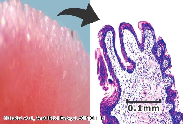 離乳前の子猫の舌尖でだけ見られる期間限定の辺縁乳頭(marginal papillae)