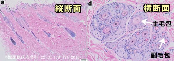 猫の複合毛包（縦断面および横断面）