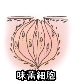 猫の舌の表面にある味蕾細胞の拡大図