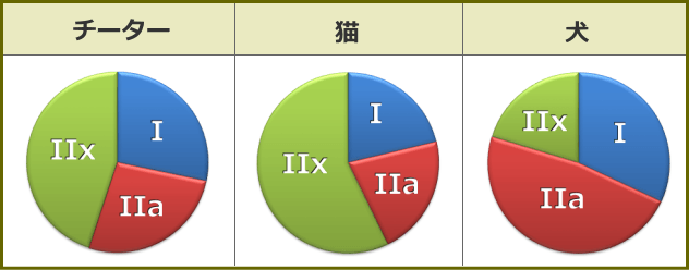 チーター・猫・犬の筋肉に含まれる「TypeI」、「TypeIIa」、「TypeIIx」の割合を数値化した円グラフ