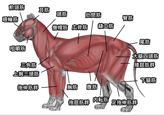 猫の筋肉解剖図 完全ガイド 頭と首 胴体 前足と後足 骨盤としっぽの図解 子猫のへや