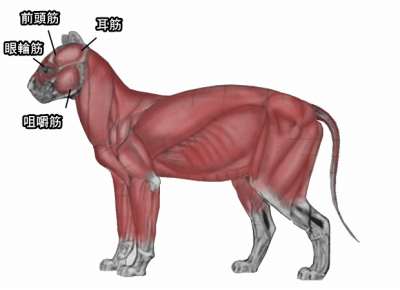 猫の頭から首にかけての筋肉解剖