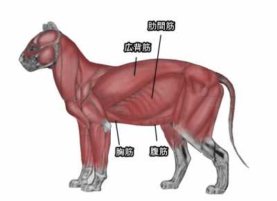 猫の胴体・体幹周辺の筋肉解剖