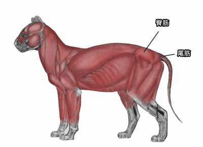 猫の骨盤からしっぽにかけての筋肉解剖