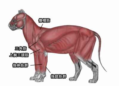 猫の肩から前足の先っぽにかけての筋肉解剖