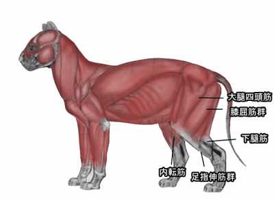 猫の太ももから後足の先っぽにかけての筋肉解剖