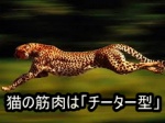 白筋（速筋）が優位を占める猫の筋肉は、瞬発力で獲物をしとめるチーター型の狩猟方法が向いている。