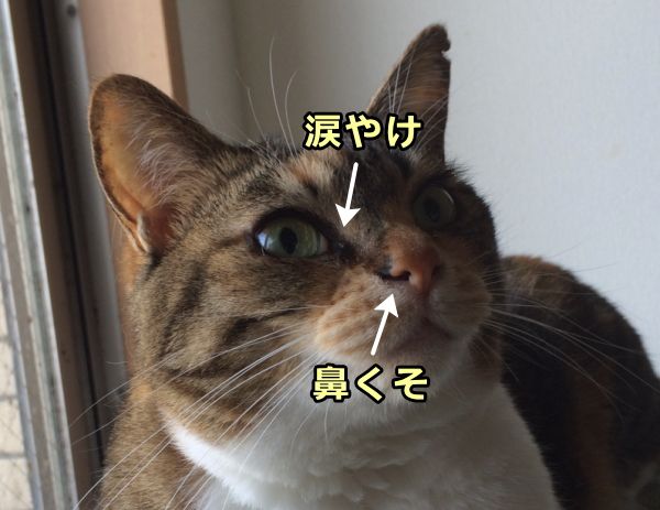 猫の目と視覚 完全ガイド 目の色 視力から色覚 視野まで写真と図で解説 子猫のへや