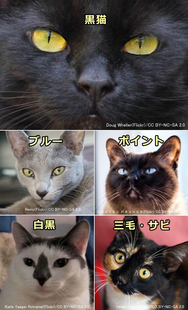 猫の鼻の色～黒
