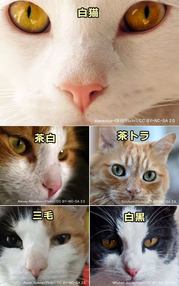 猫の鼻の色～ピンク