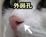 猫の外鼻孔（がいびこう）はサイドに切れ込みを持っている