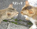 猫同士が鉢合わせすると、鼻と鼻を突き合わせてお互いに臭いを嗅ぎあう。