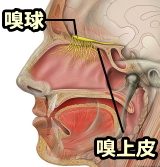 人の嗅上皮と嗅球の位置関係