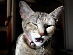 猫のフレーメン~口を半開きにして目をとろんとさせる