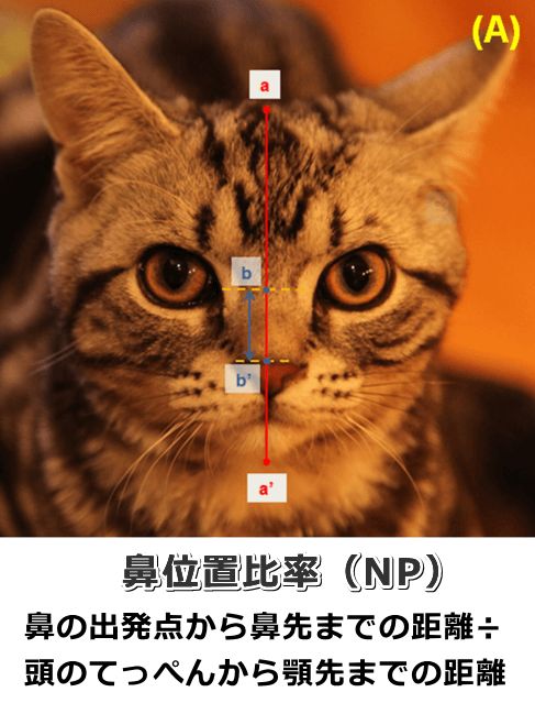 猫の鼻位置比率(NP)計算法