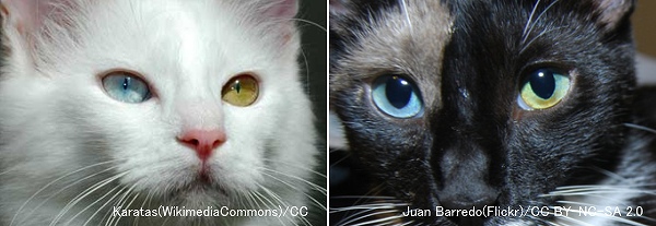 猫の目の色～左右で目の色が違うオッドアイ