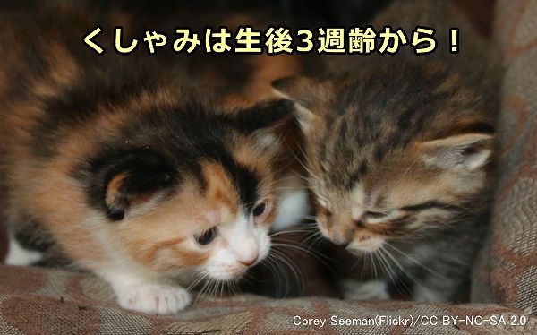 子猫は生後3週齢を過ぎるまでくしゃみ反射が出ないようにできている