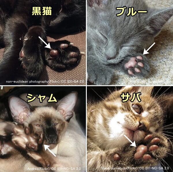 猫の肉球の色～あずき