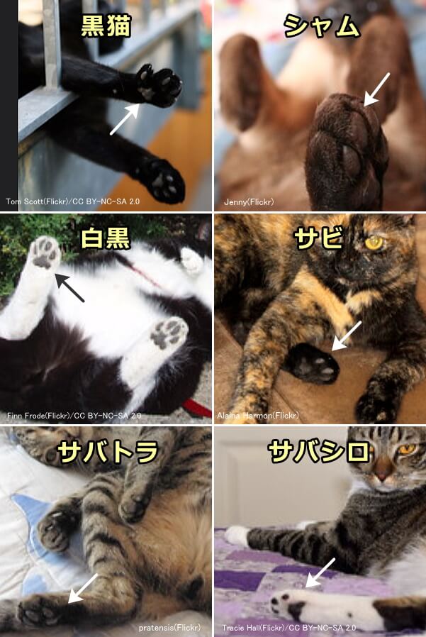 猫の足と肉球 完全ガイド 種類 構造から隠された機能までを完全図解 子猫のへや