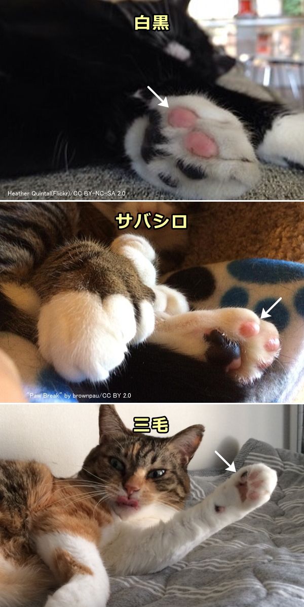 猫の肉球の色～まだらぶち