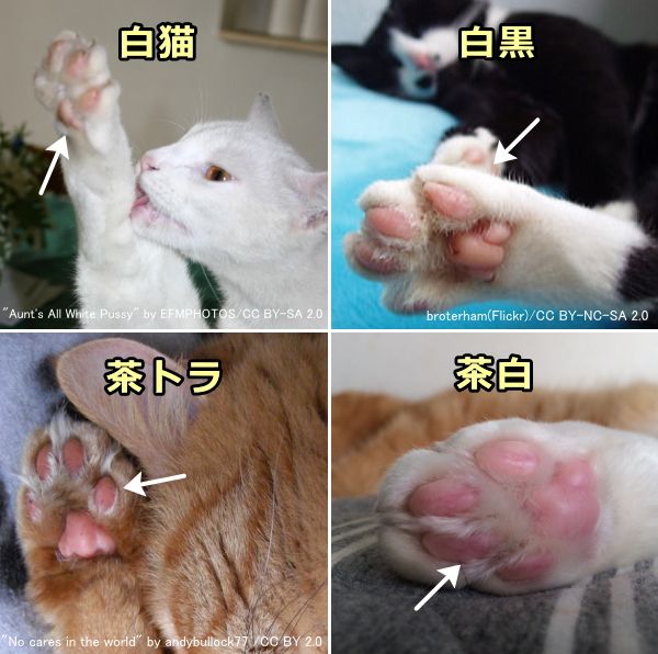 猫の肉球の色～ピンク