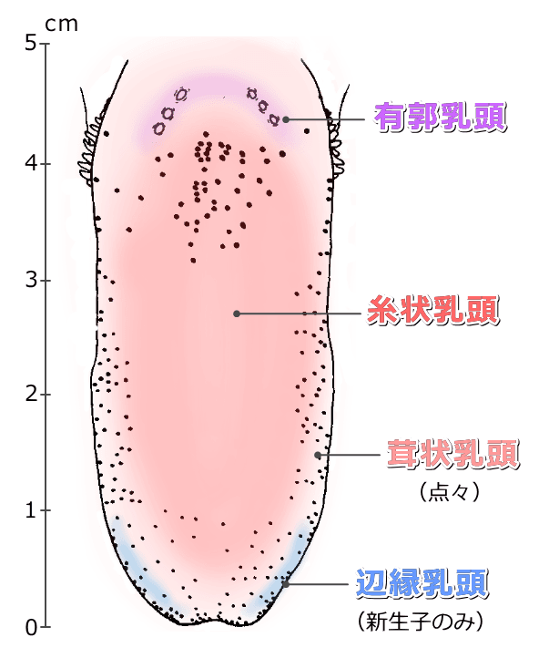 猫の舌における乳頭の種類と分布図