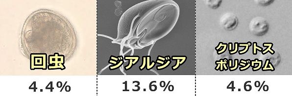 猫の糞便中には症状の有無にかかわらず高確率で寄生虫が含まれている